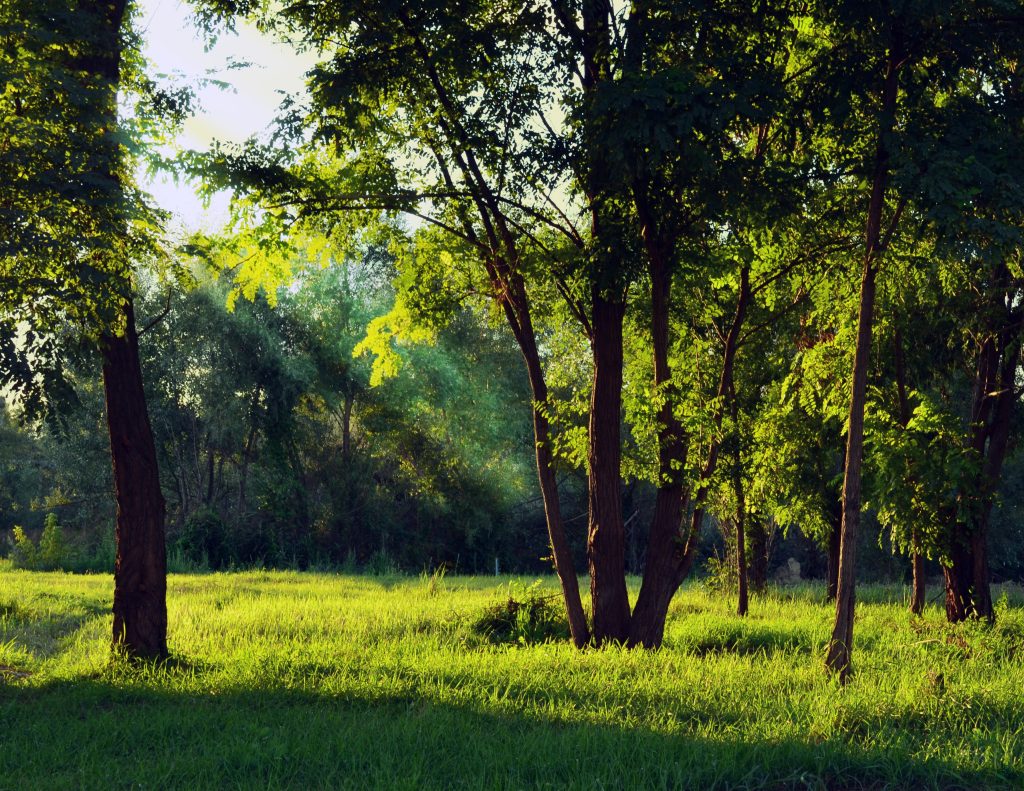 Foto van zonlicht in de bomen